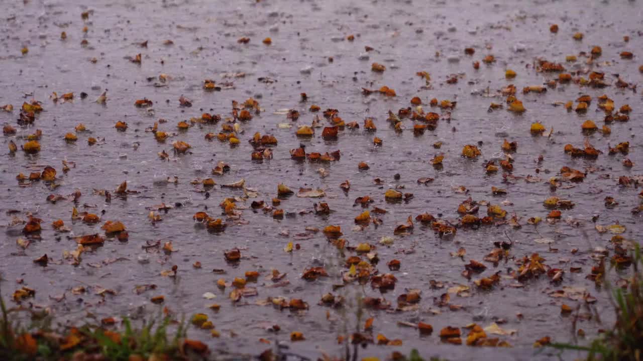 秋雨秋叶视频素材