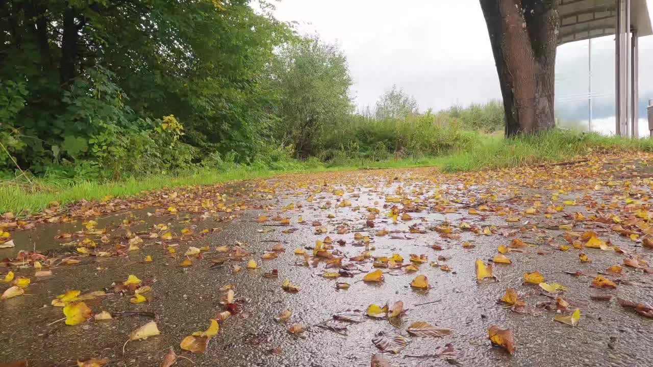 秋雨秋叶视频素材