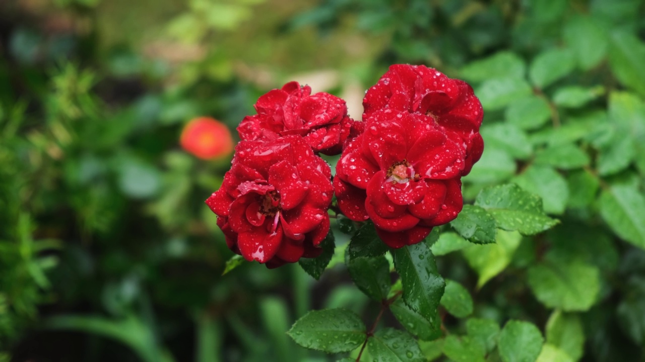 玫瑰的雨落在花瓣和叶子上。一个多云的夏日在花园里。视频素材