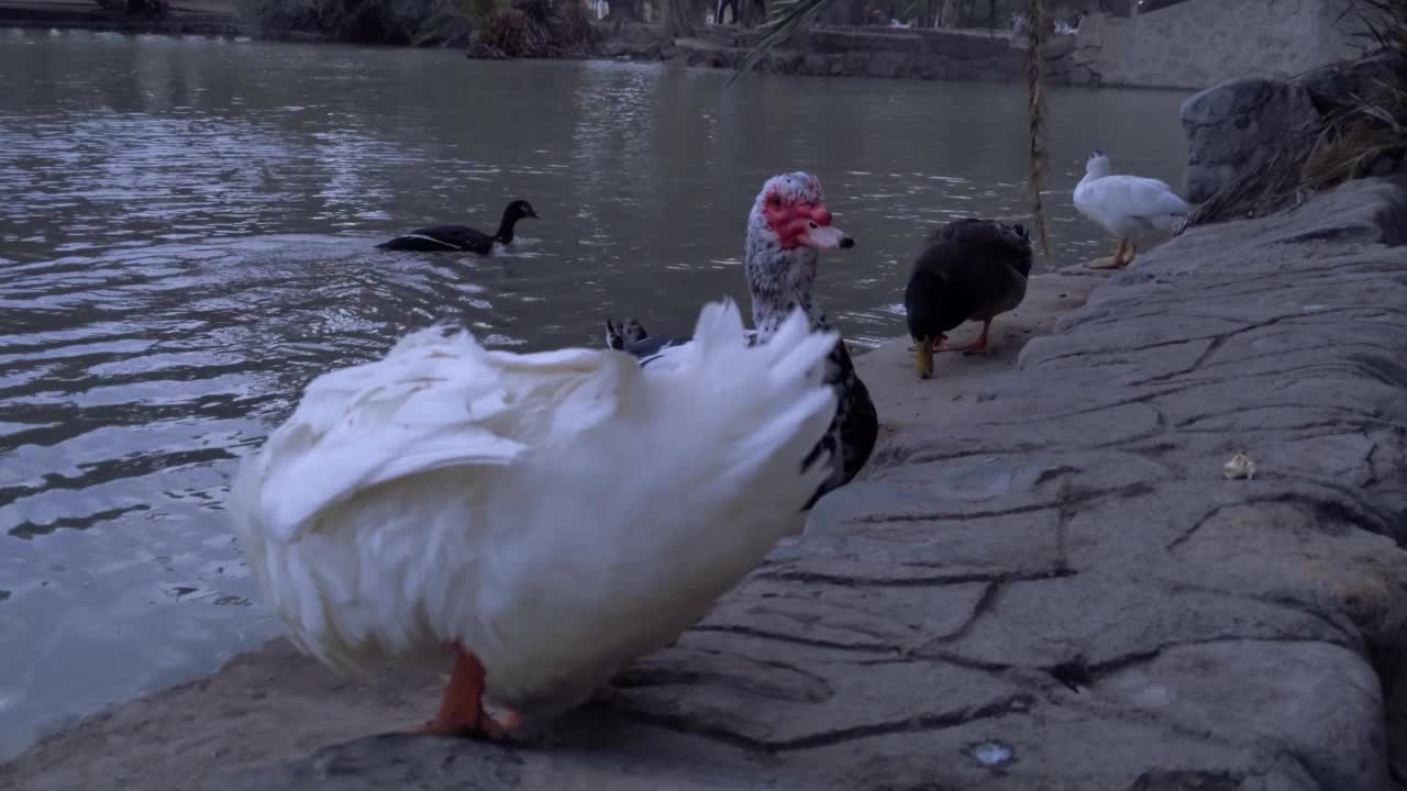 阿根廷萨尔塔圣马丁公园湖中的番鸭(Cairina moschata)和家鸭(Anas platyrhynchos domesticus)。近距离，4K分辨率。视频素材