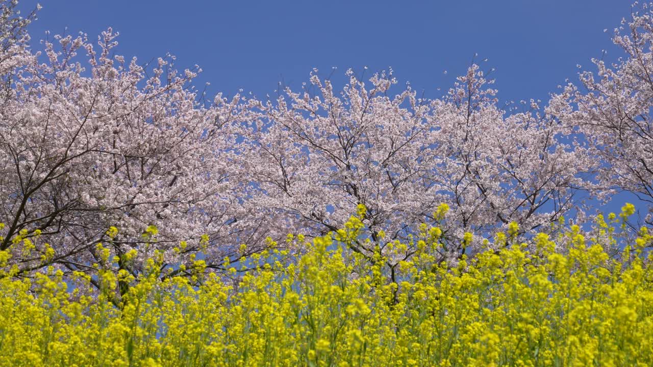 4K慢动作视频，樱花和油菜花在风中摇曳。视频素材