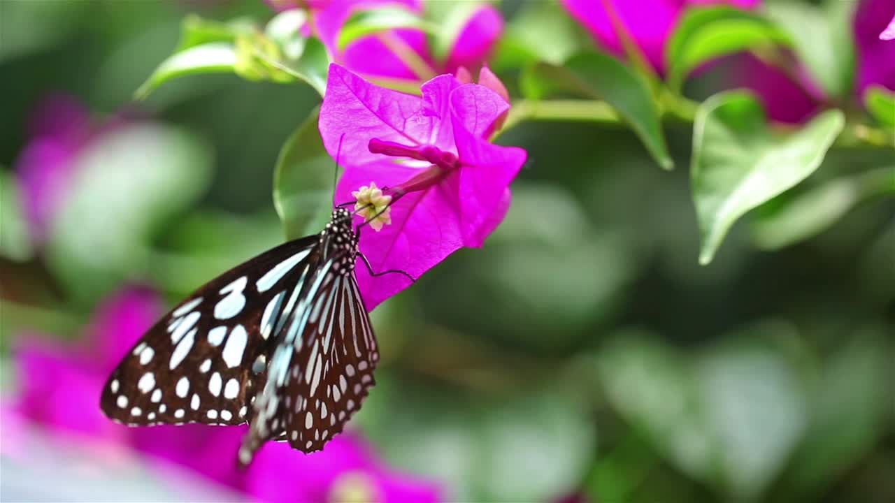 粉红花上的蝴蝶。视频素材