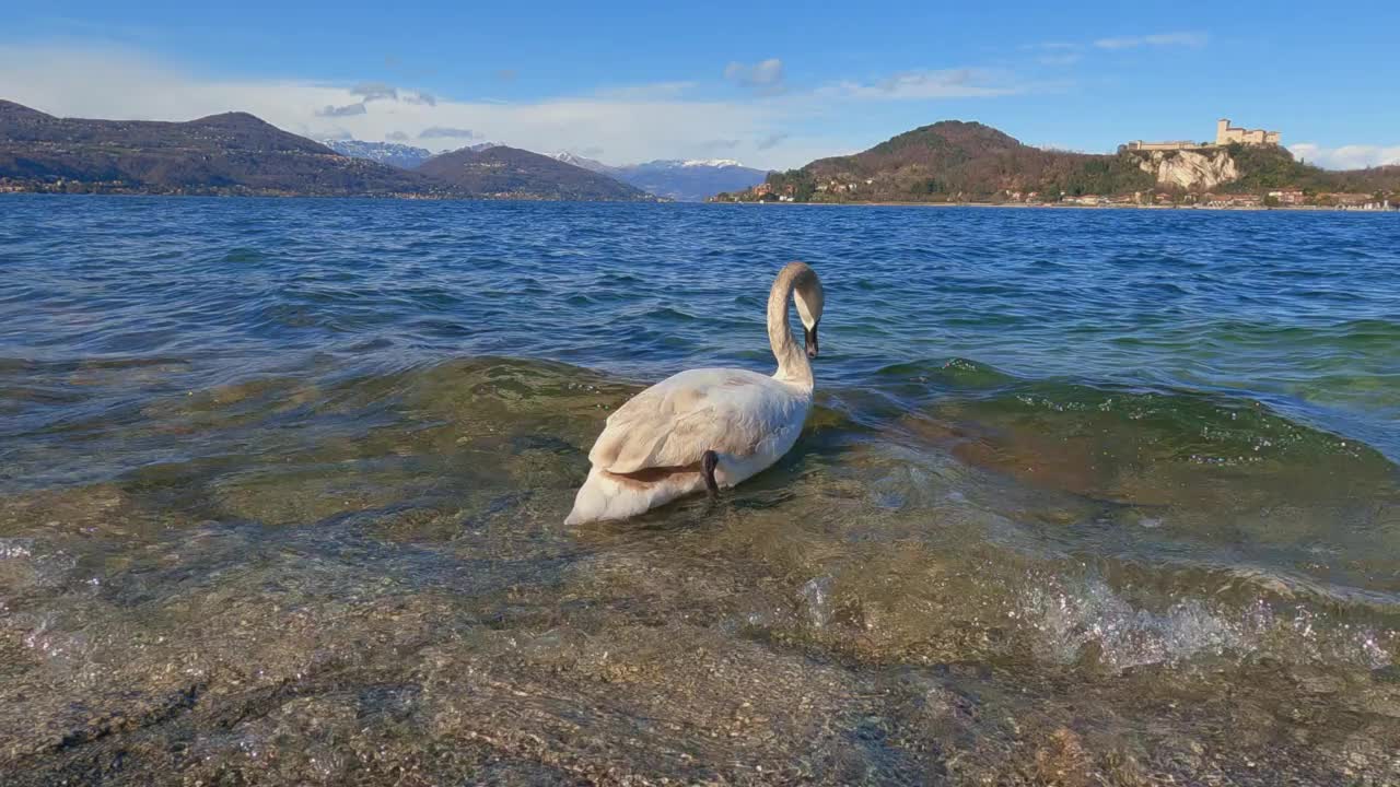 一只白天鹅沿着意大利马焦雷湖的湖岸行走。背景是安格拉城堡和阿尔卑斯山脉视频素材