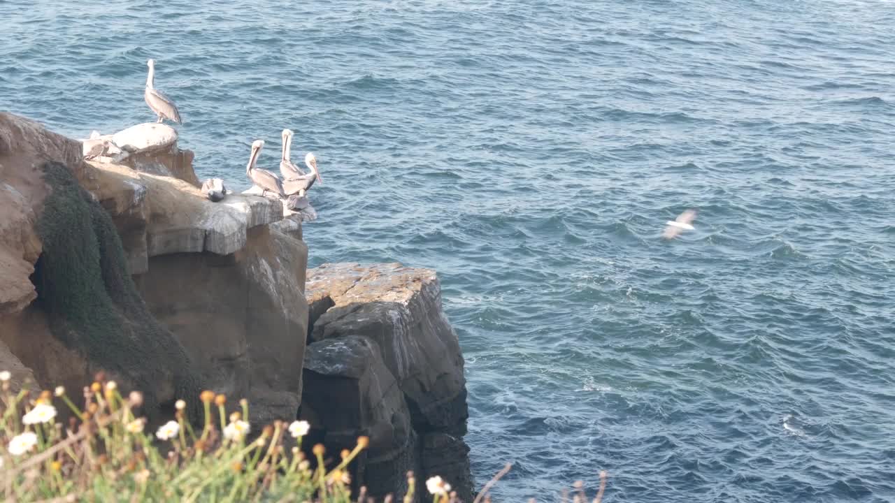 褐鹈鹕群，野生鹈鹕鸟的聚居地，美国加利福尼亚海滨的岩石视频素材