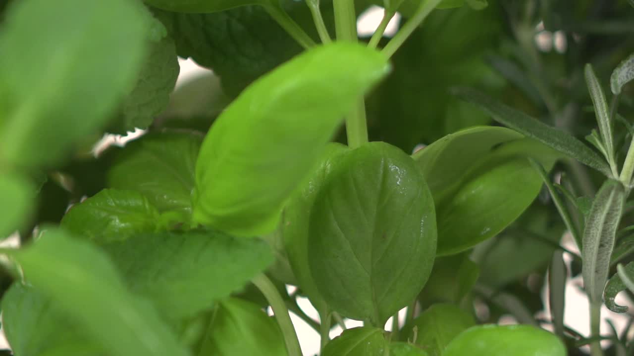 草本植物视频素材