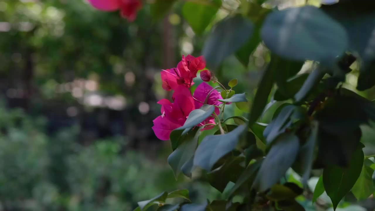 绿叶间的粉红花朵视频素材