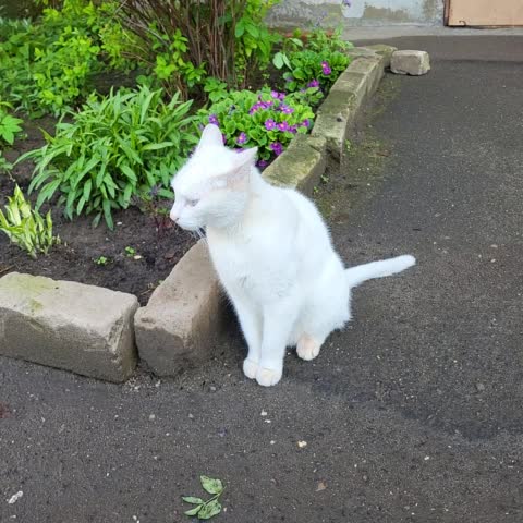 一只愤怒的白色庭院猫，有着不同的眼睛，蓝色和绿色，坐在花坛附近视频素材