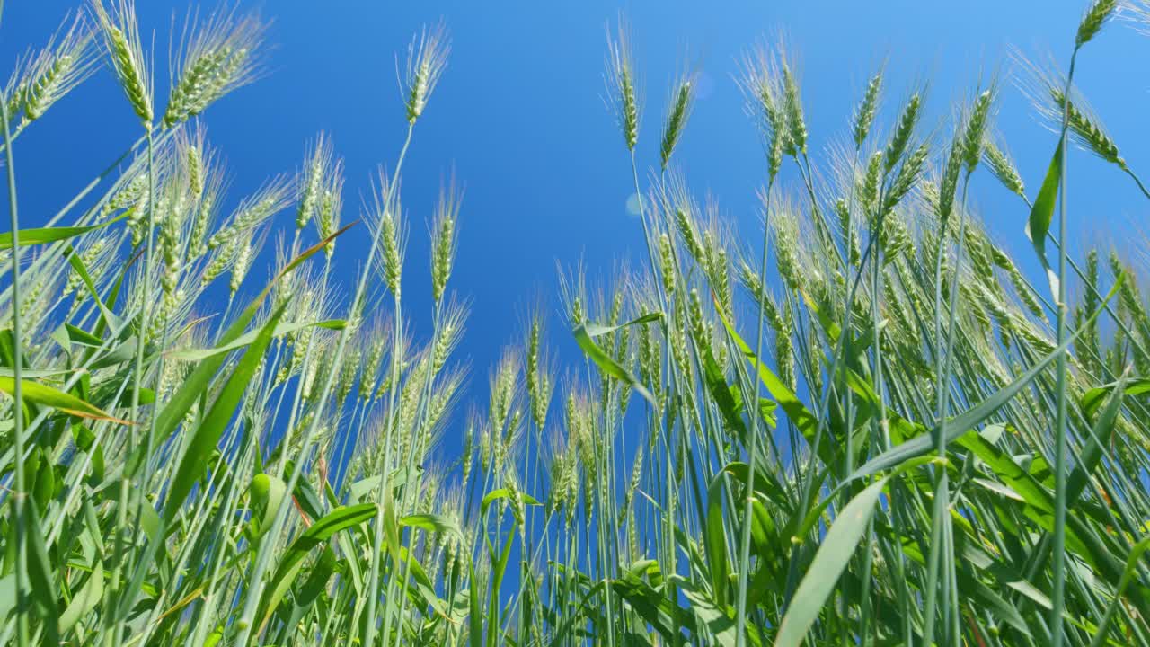 成熟的木桩农商领域。低anlgle视图。夏日夕阳下的金色麦田。美丽的蓝天。阳光下的小麦穗。视频素材