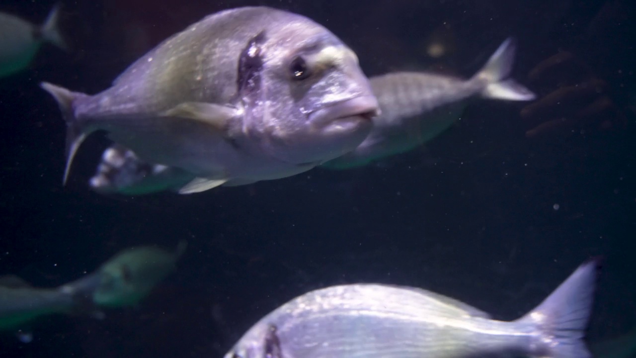 酒店水族馆里的鱼视频下载