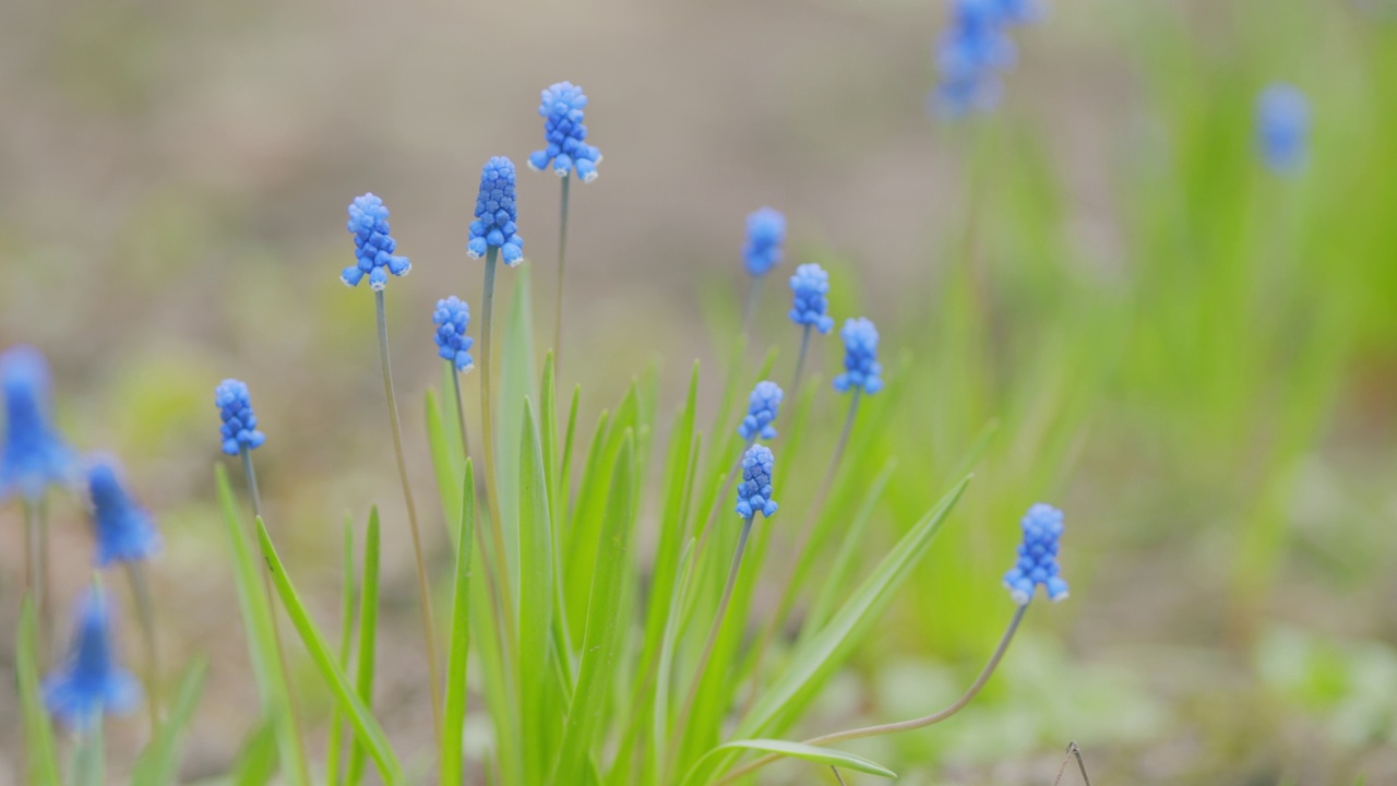 开蓝色花的一种植物。强烈的蓝色葡萄风信子在晨光中开花。平底锅。视频素材