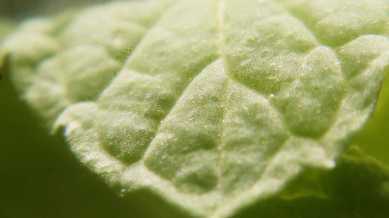 慢镜头下的薄荷叶视频素材