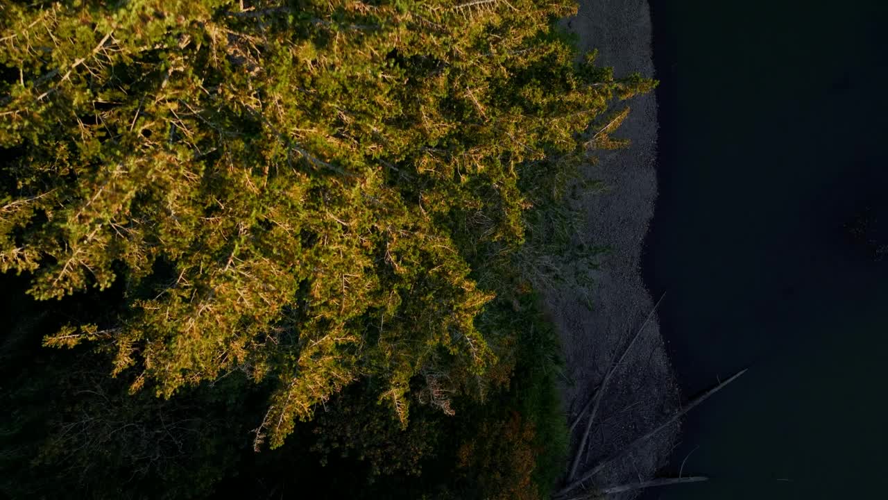 日落时飞过松树，背景是河流，这是最佳拍摄视频素材