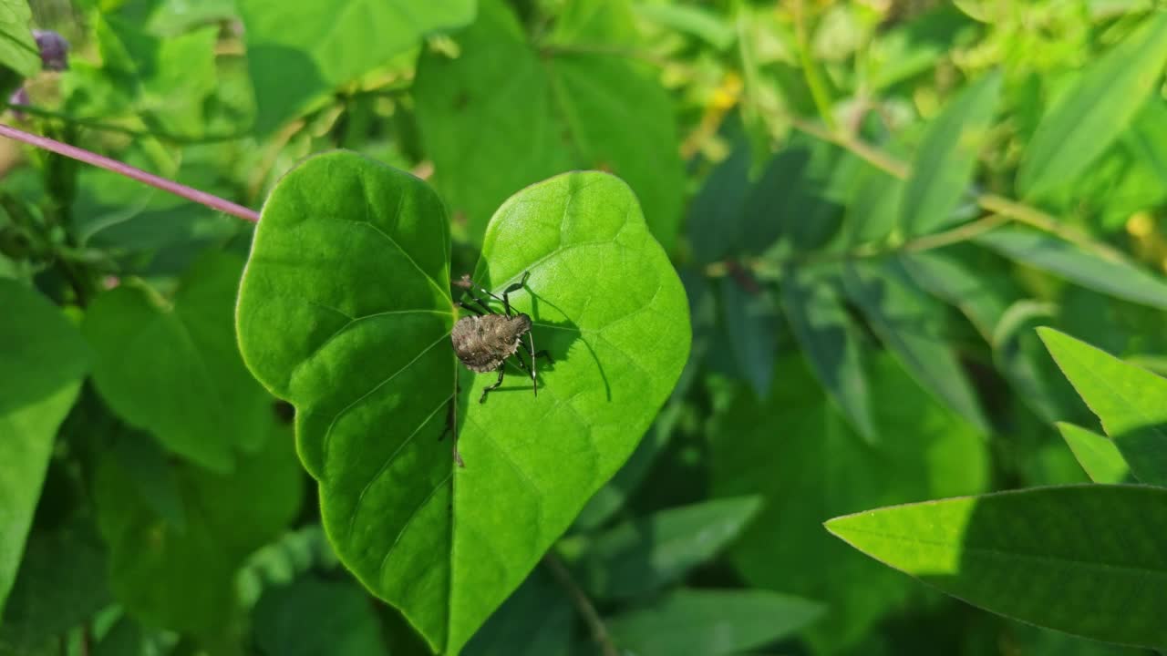 臭虫的宏观观点视频素材