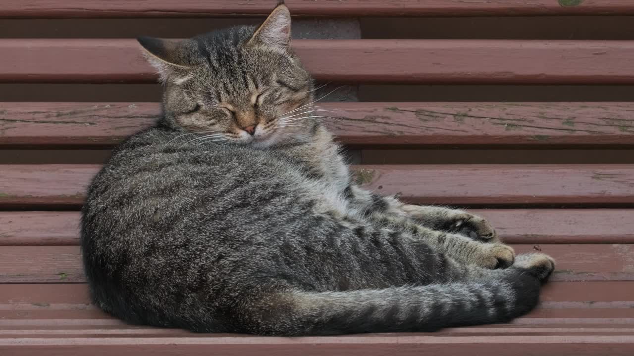 流浪猫睡在长凳上。条纹疲倦的猫正在街上的长凳上休息。大条纹无家可归的猫躺在户外睡觉放松特写视频素材