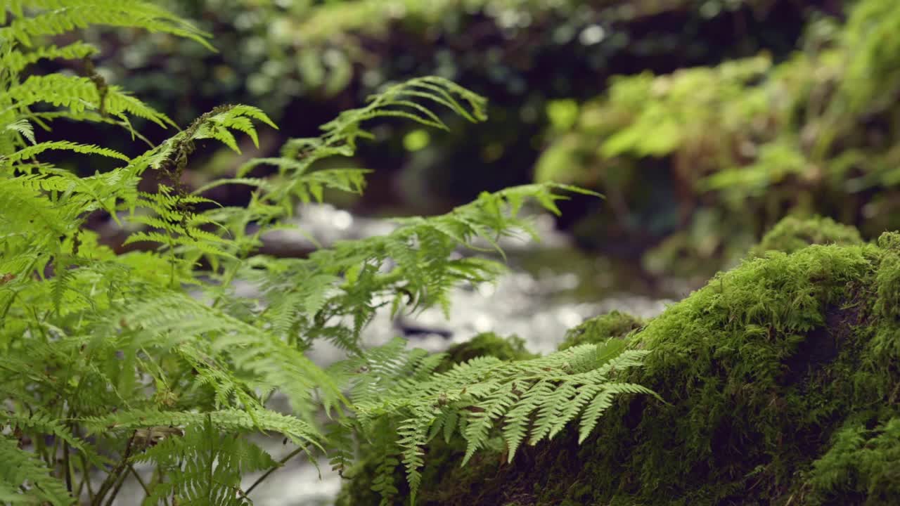 茂盛的绿色蕨类植物和苔藓生长在小溪边视频素材