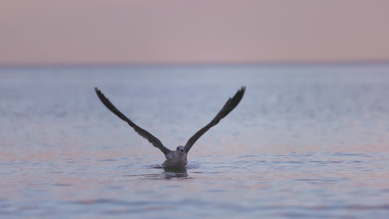 海鸥飞过海水和天空中壮观的日出视频素材