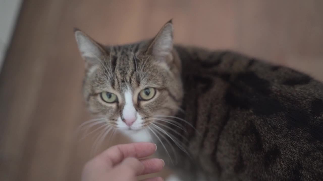 有一只母手的灰棕色条纹猫。女主人轻轻地抚摸着她的猫毛。猫喜欢抚摸。猫和人之间的关系。视频素材