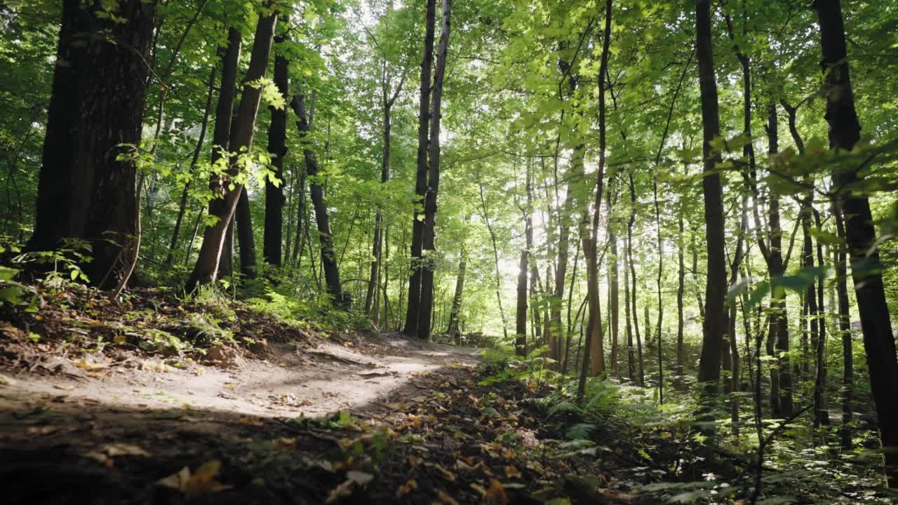 电影镜头的一个专业山地自行车手骑自行车在森林道路相机跟随他和自行车手跳过跳板视频素材