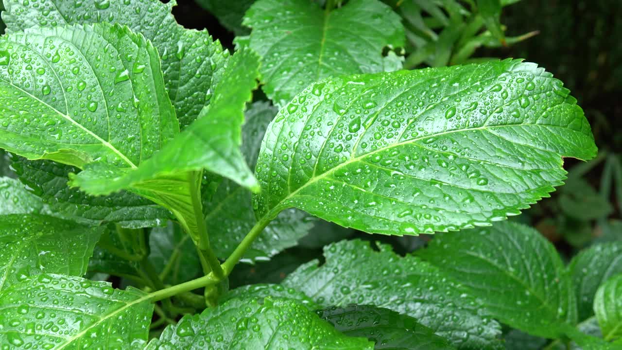 雨点落在绿色的绣球花叶子上视频素材