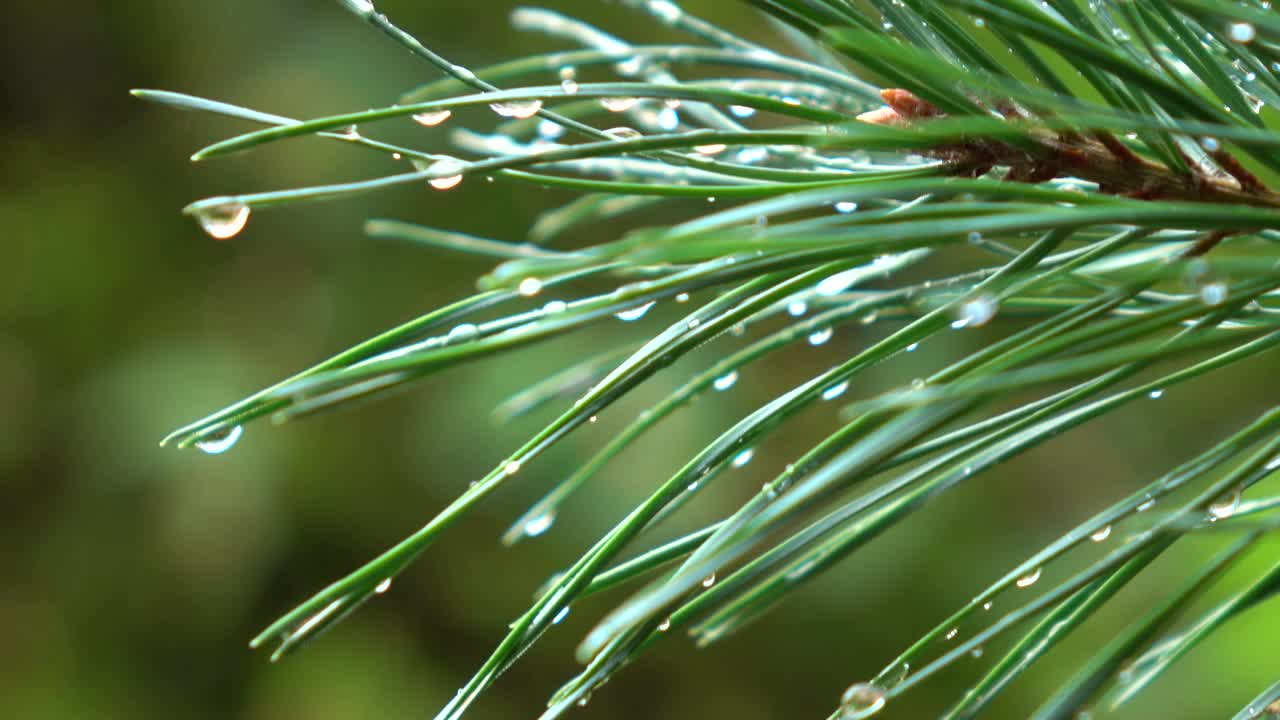 雨后云杉树枝上的水滴视频素材