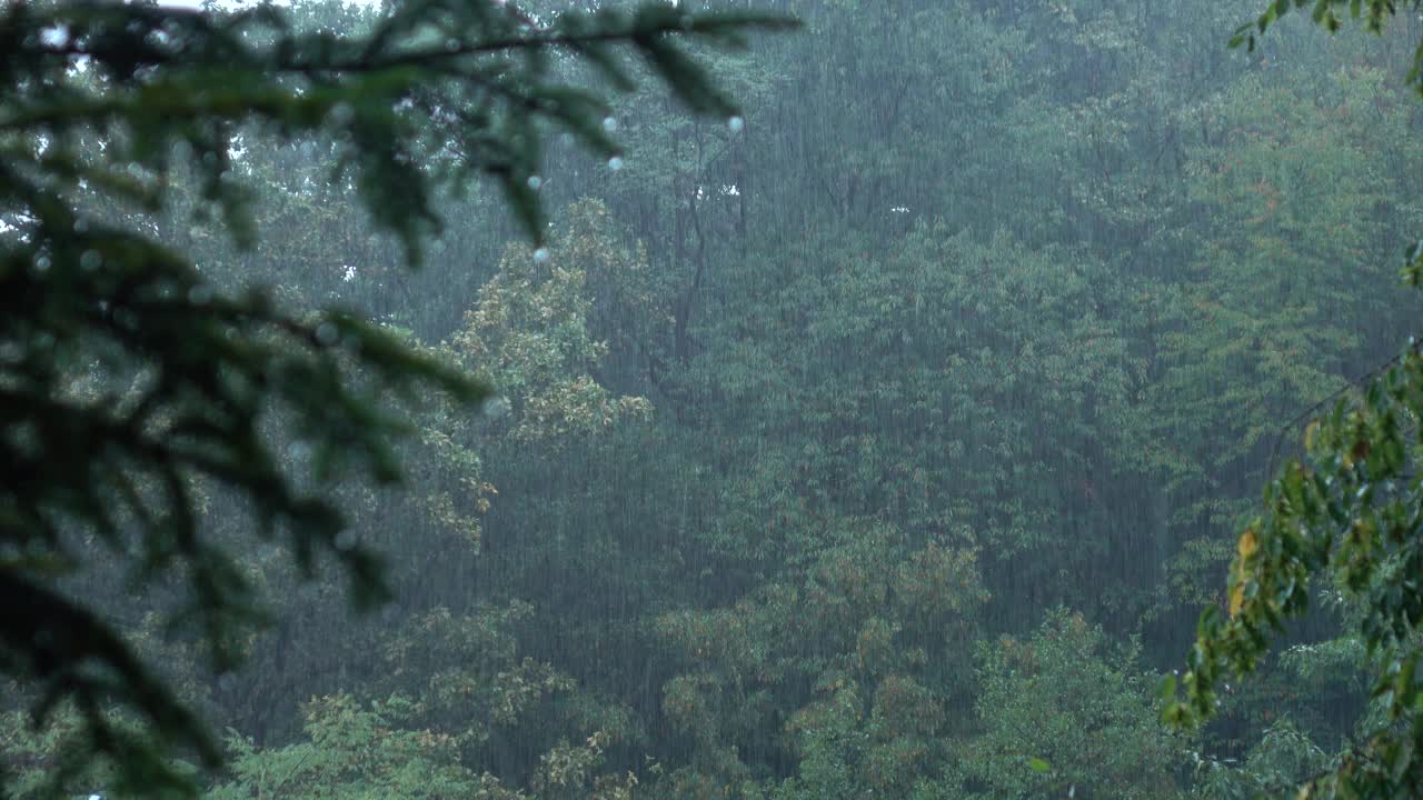 森林里的暴风雨，视频素材