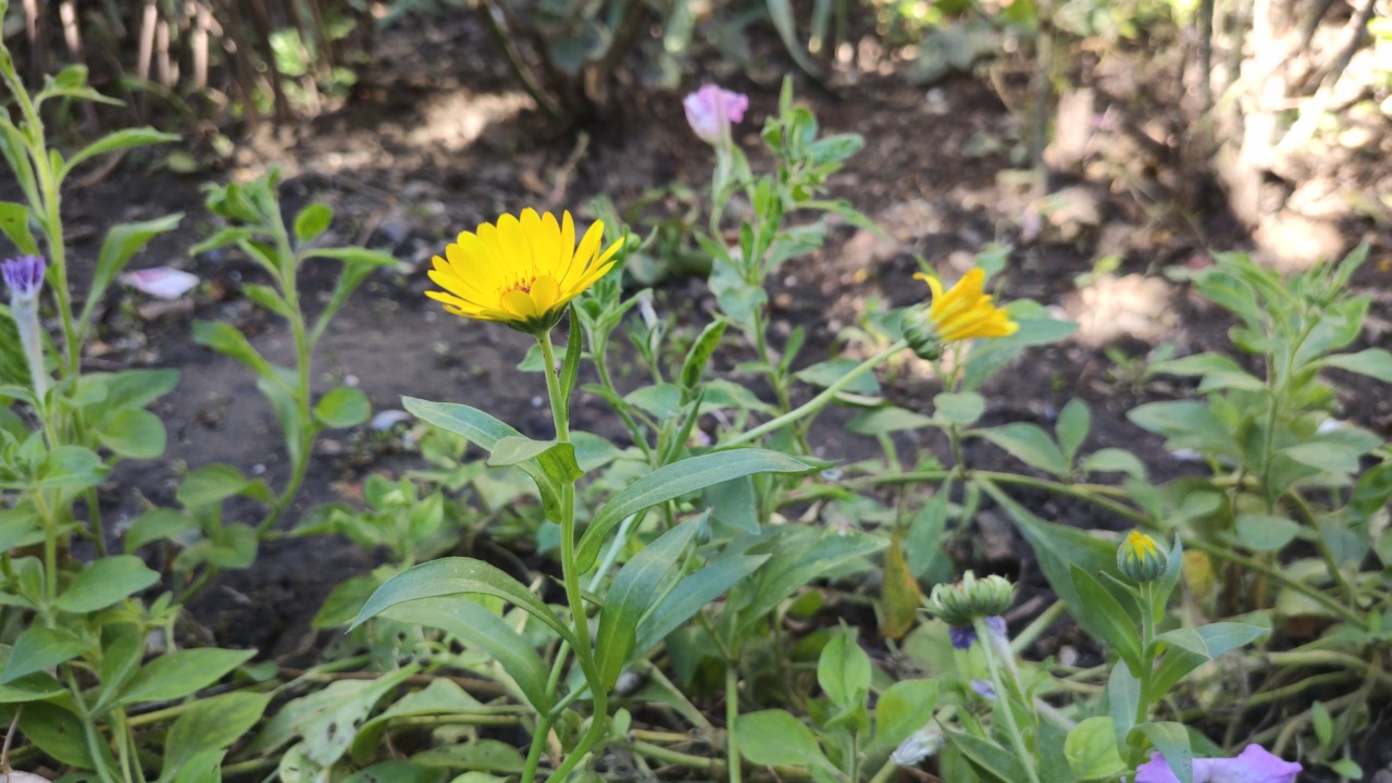 金盏菊花特写视频素材