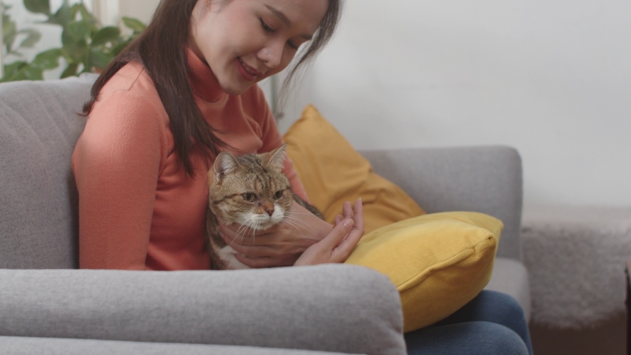 迷人的年轻亚洲女子抱着和抚摸着可爱的猫，坐在家里的沙发上。视频素材