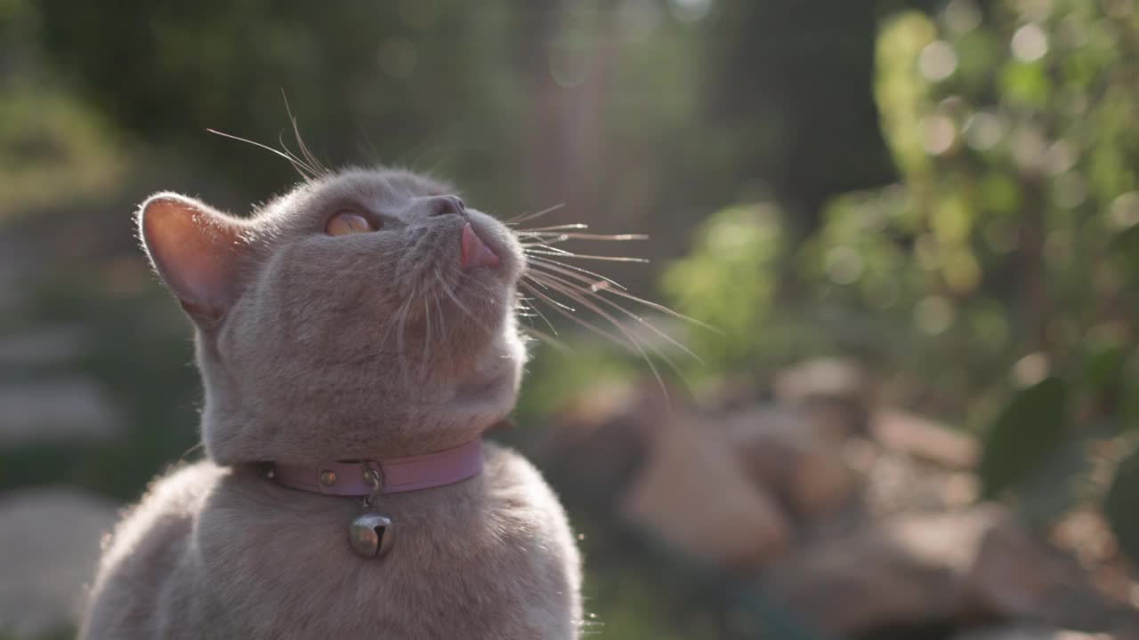 可爱的苏格兰猫坐在家里花园的草坪上。苏格兰猫户外阳光，慢动作视频素材