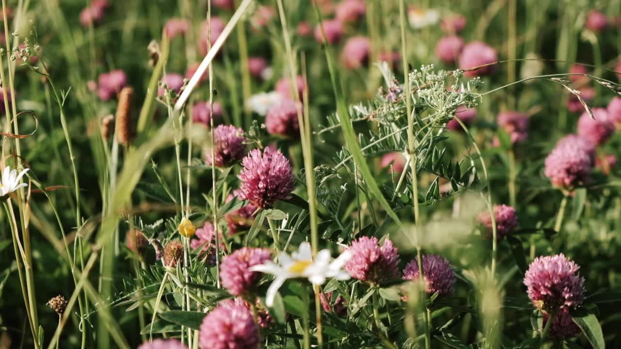草甸开花的草。夏天和花卉的概念。视频素材