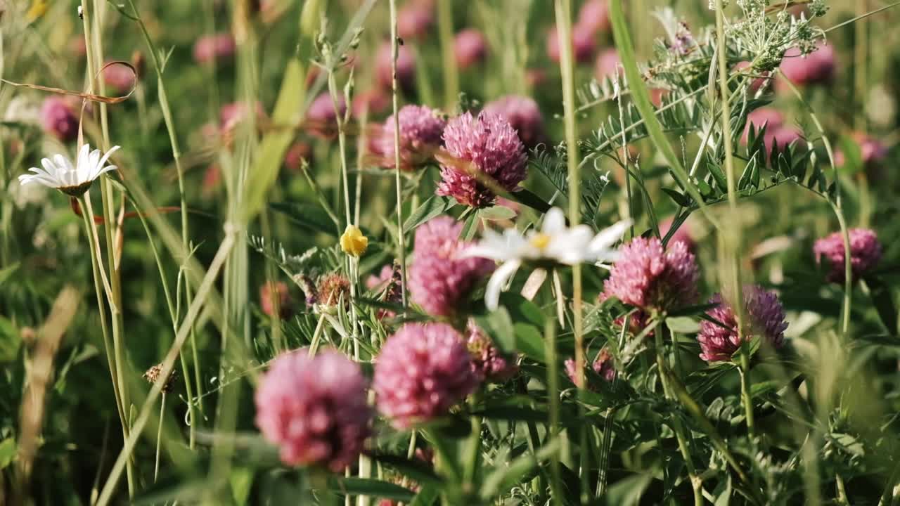 盛开的夏天meadow.Close-up。视频素材