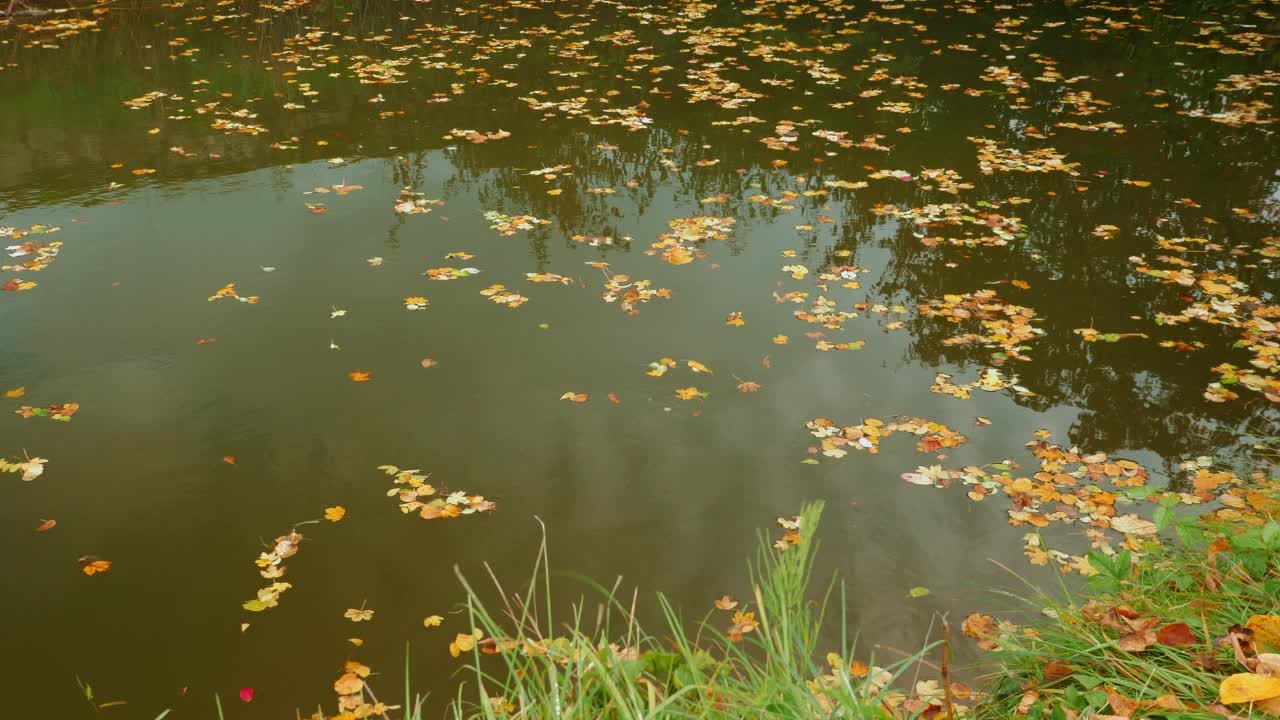 美丽的秋天的风景。湖面上有秋天的黄色树叶。黄色的叶子。自然在秋天。秋天五颜六色的树叶在水面上视频素材