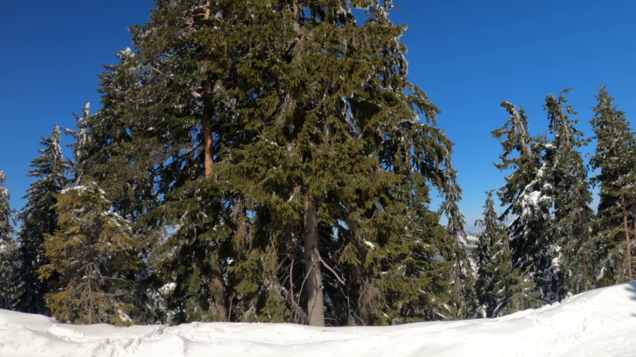 在下雪的冬日里拍常绿松林视频素材