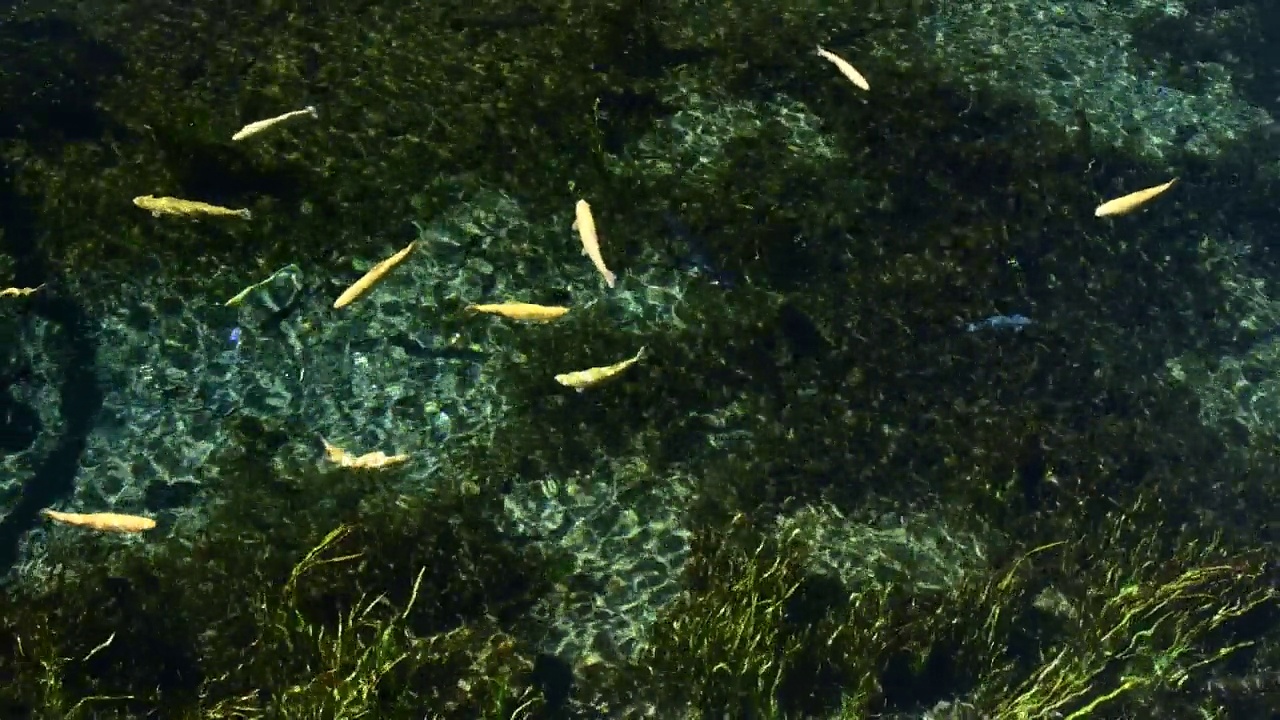 鱼在池塘里游泳视频素材