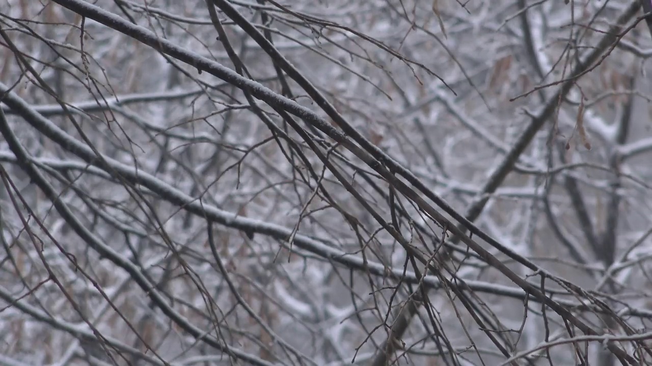 公园里的雪，冬天的背景视频素材