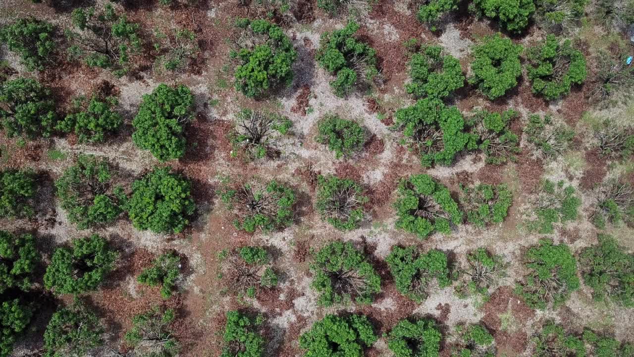 泰国农村地区龙眼树生长的鸟瞰图。视频素材