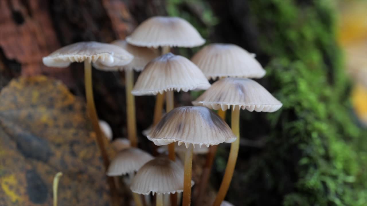 在秋天的森林里，一群生长在树干上的蘑菇。Bjerkandera adusta。视频素材