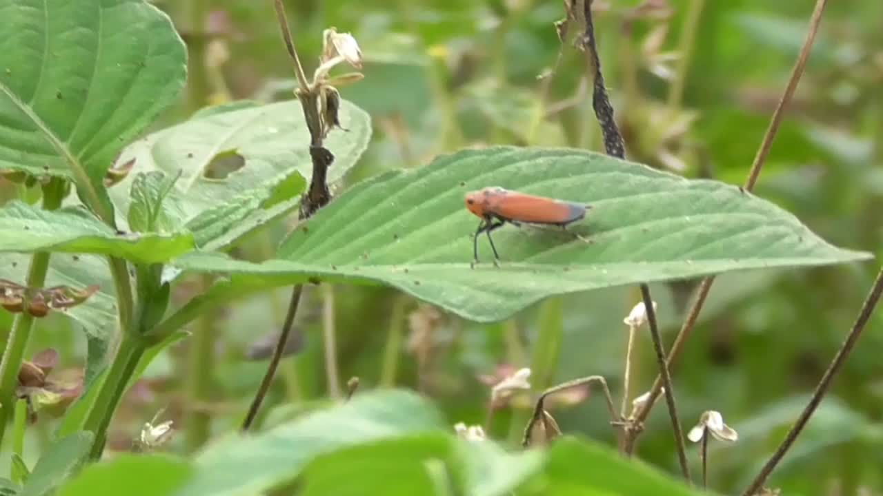 自然野生昆虫视频下载