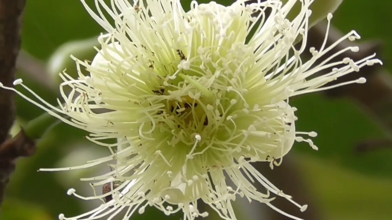 水苹果花视频下载