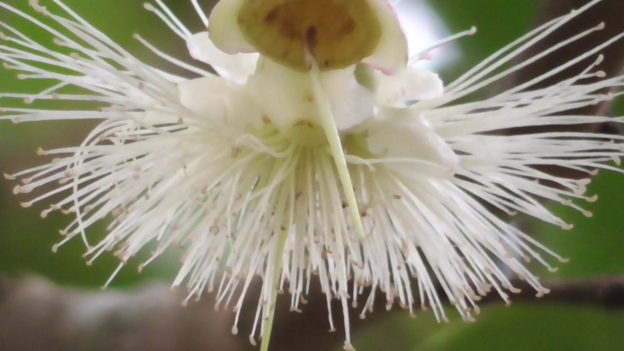 水苹果花视频素材