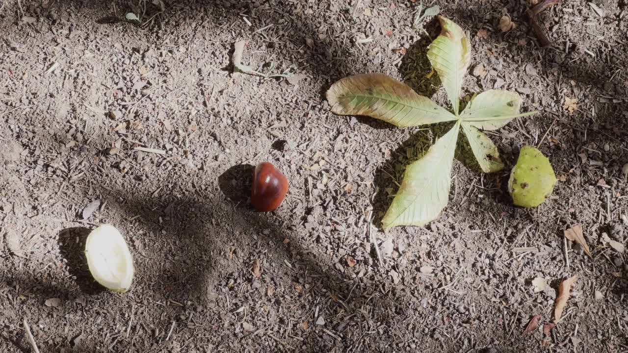 栗子在秋天掉到地上视频下载