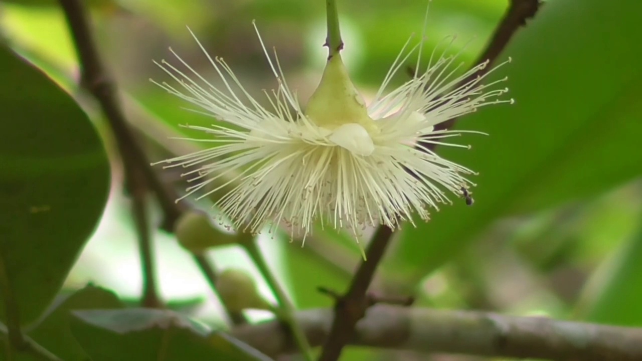 花视频素材