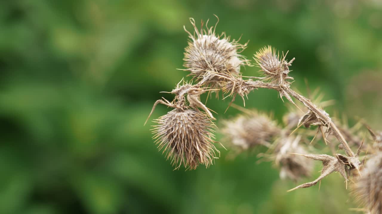 干燥的多刺蓟花与刺在绿色的夏季树叶的背景视频素材