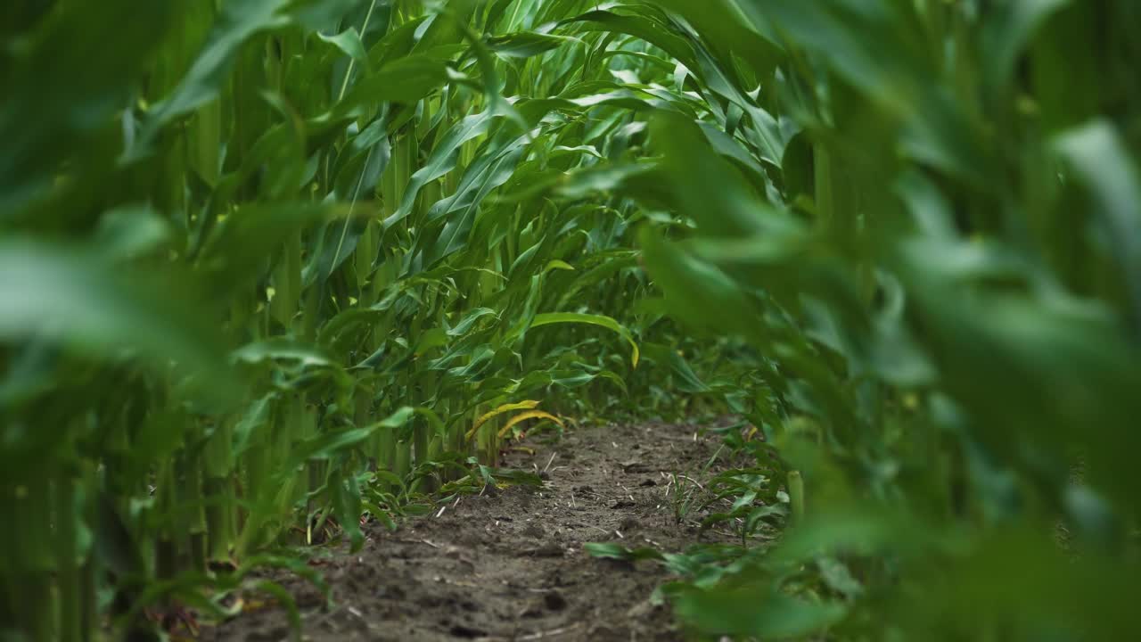 动物POV玉米地吹风视频素材