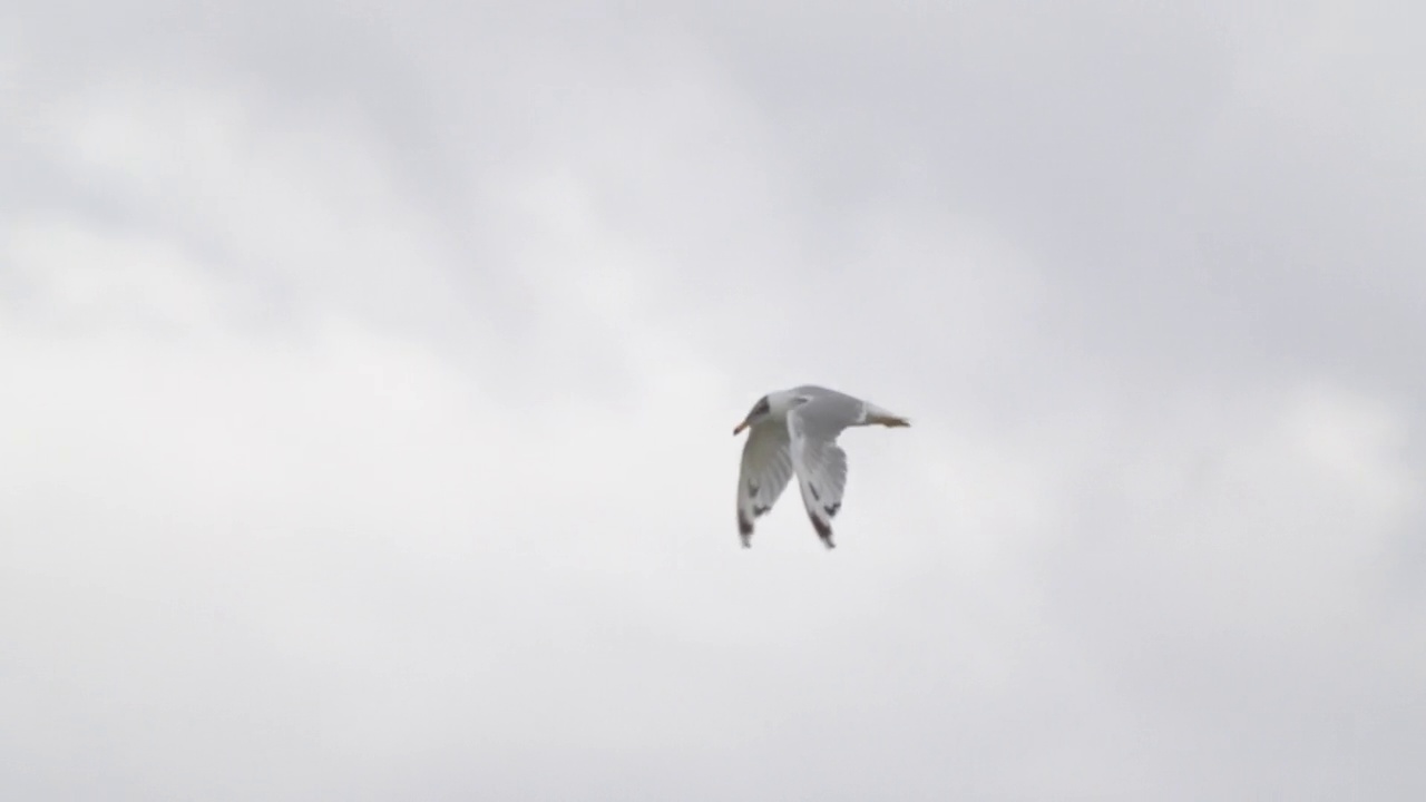 鸟-帕拉斯海鸥(Larus ichthyaetus)飞行。视频素材