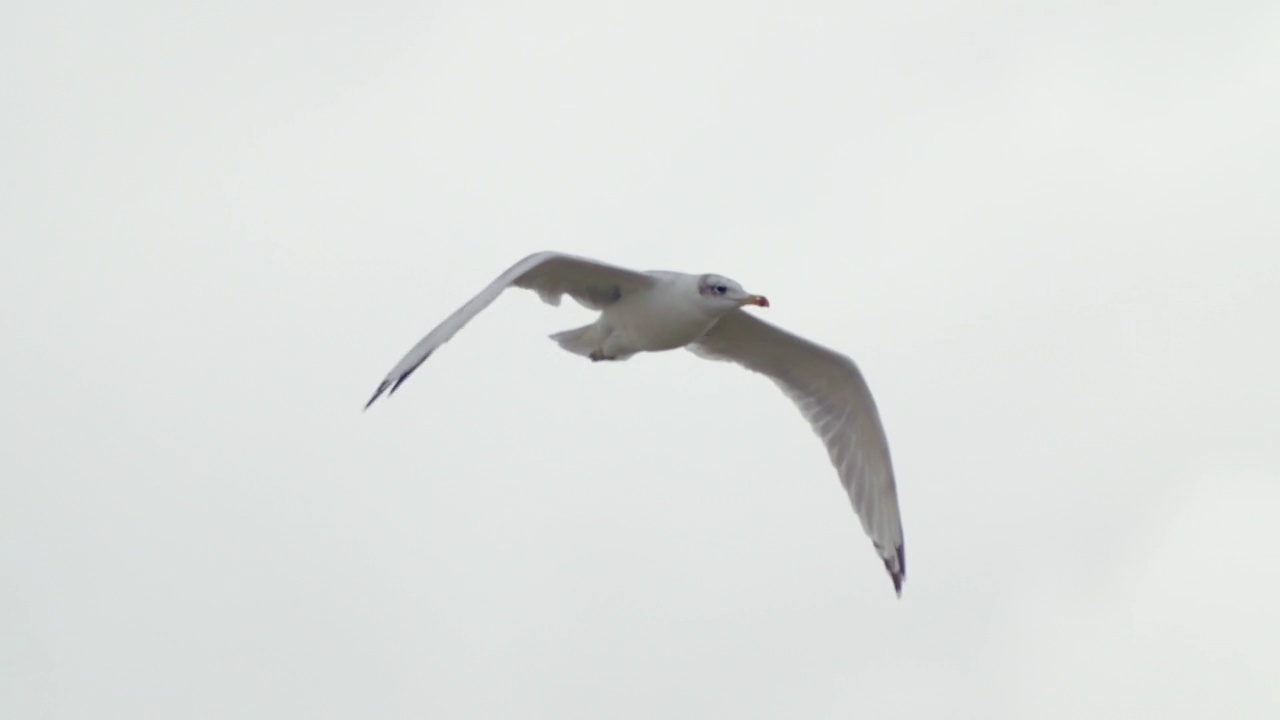 鸟-帕拉斯海鸥(Larus ichthyaetus)飞行。视频素材