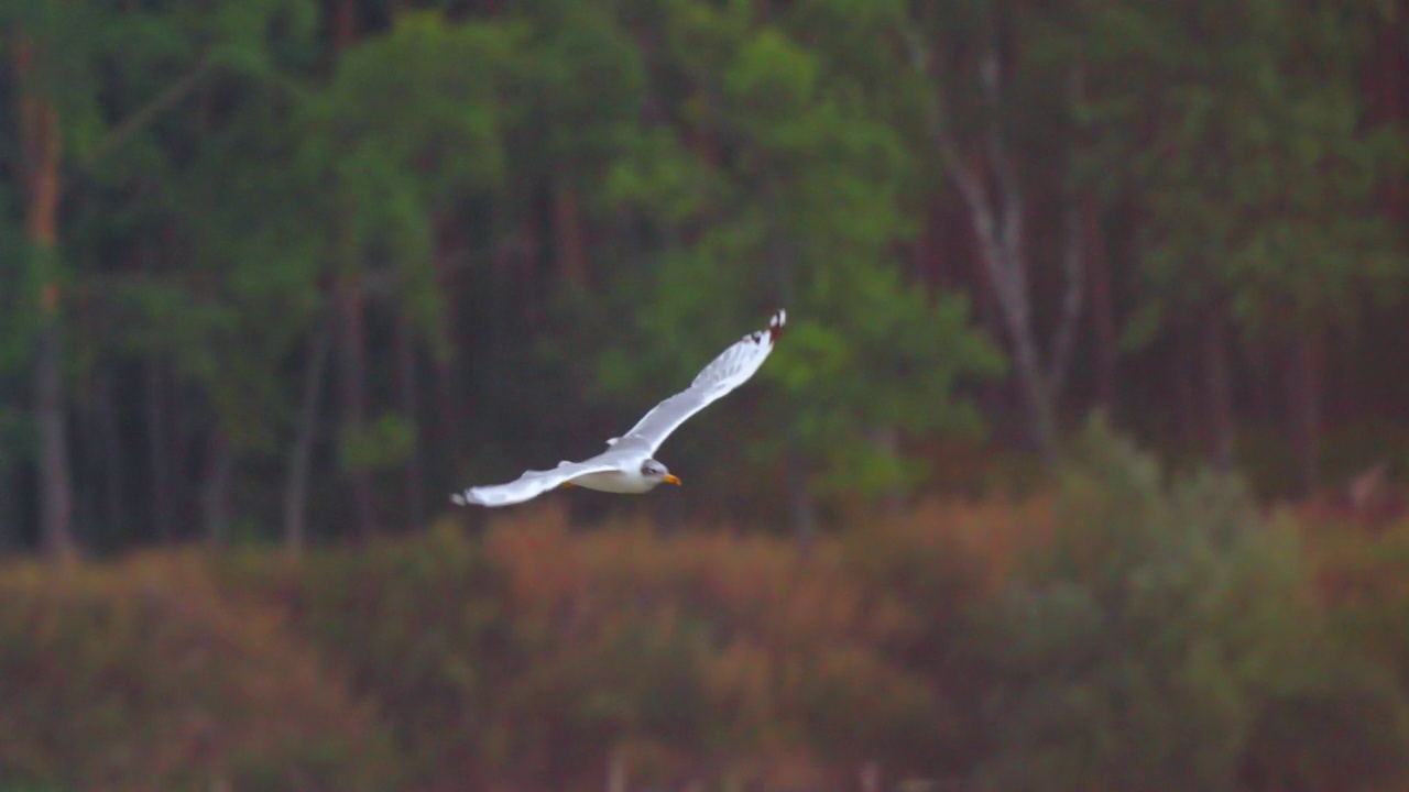 鸟-帕拉斯海鸥(Larus ichthyaetus)飞行。视频素材