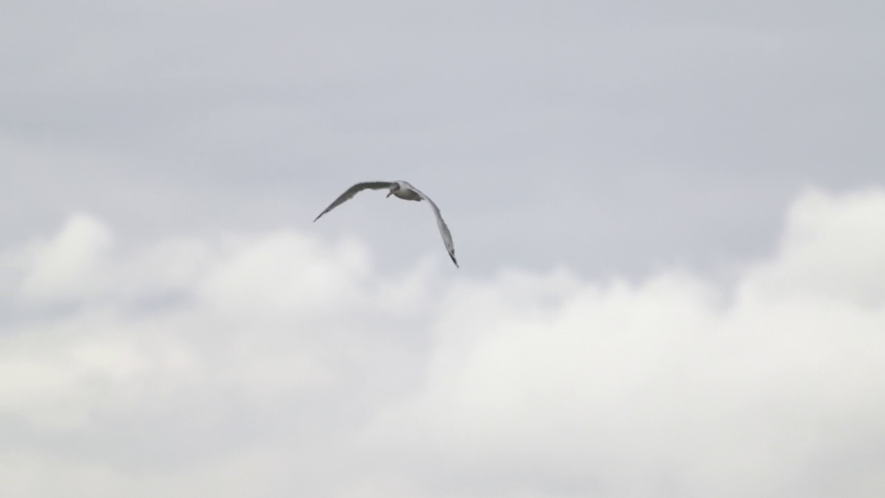 鸟-帕拉斯海鸥(Larus ichthyaetus)飞行。视频素材