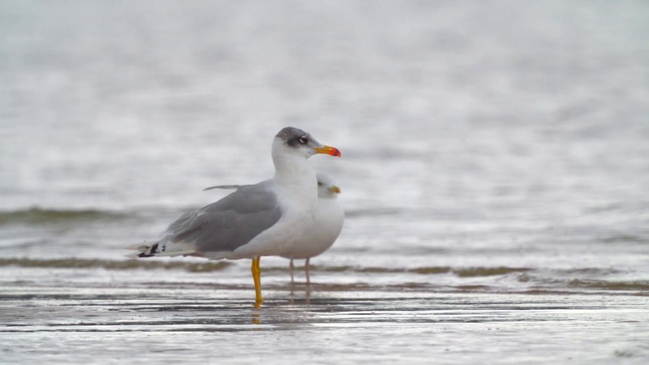 鸟类-帕拉斯鸥(Larus ichthyaetus)和凯斯宾鸥和新鸥。视频素材