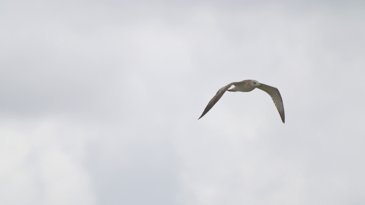 鸟-帕拉斯海鸥(Larus ichthyaetus)飞行。视频素材