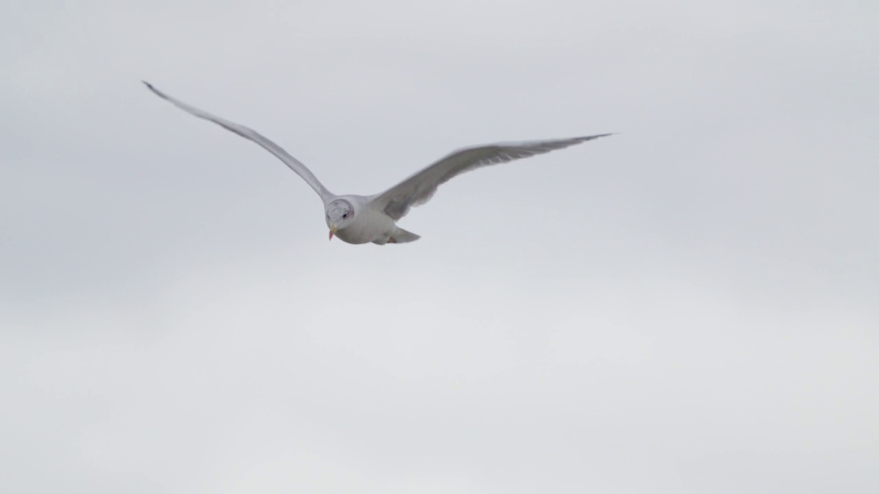 鸟-帕拉斯海鸥(Larus ichthyaetus)飞行。视频素材